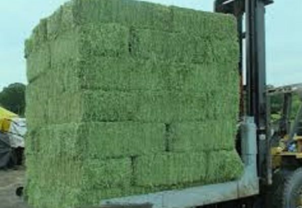 PREMIUM QUALITY ALFAFA HAY WHATSAPP +27632431669
