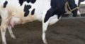 HEALTHY HOLSTEIN HEIFERS / BULL COW WHATSAPP +27632431669
