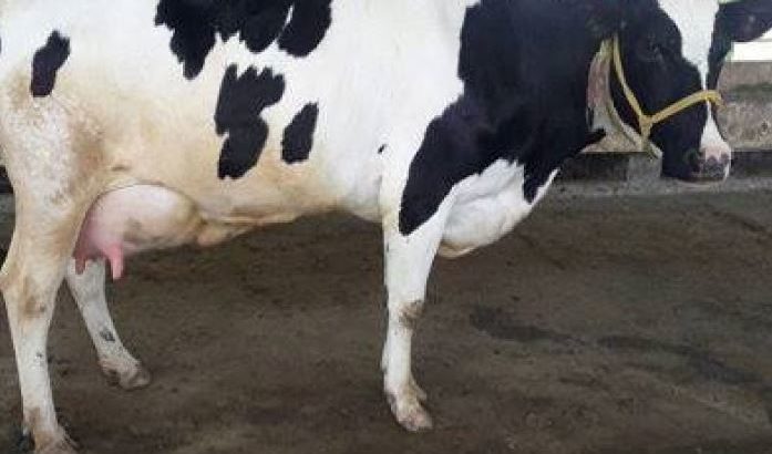 HEALTHY HOLSTEIN HEIFERS / BULL COW WHATSAPP +27632431669