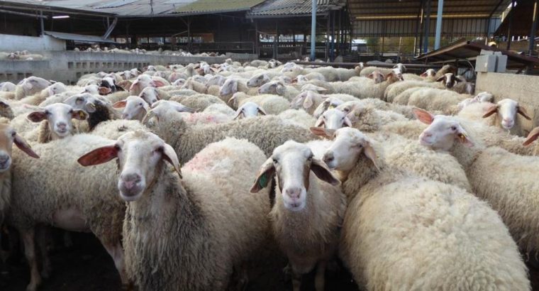 PURE BREED AWASSAI SHEEP/LAMB WHATSAPP +27632431669