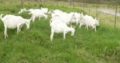 HEALTHY SANAAN/OBERHASLI GOAT WHATSAPP +27632431669