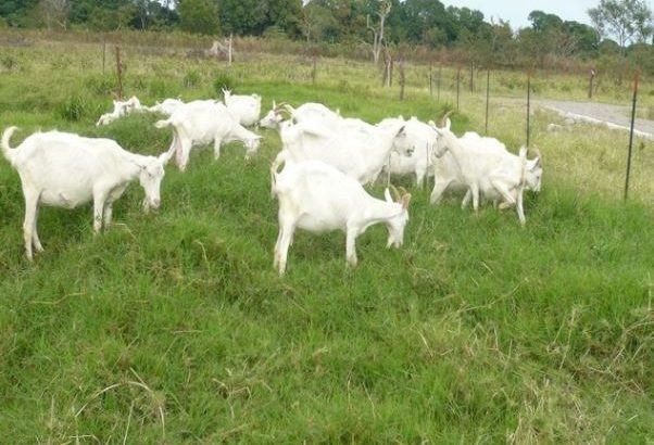 HEALTHY SANAAN/OBERHASLI GOAT WHATSAPP +27632431669