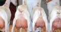 HEALTHY SANAAN/OBERHASLI GOAT WHATSAPP +27632431669