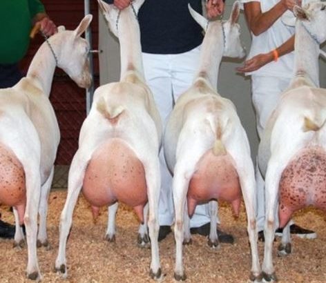HEALTHY SANAAN/OBERHASLI GOAT WHATSAPP +27632431669