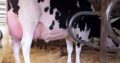 HEALTHY HOLSTEIN HEIFERS / BULL COW WHATSAPP +27632431669