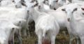 HEALTHY SANAAN/OBERHASLI GOAT WHATSAPP +27632431669