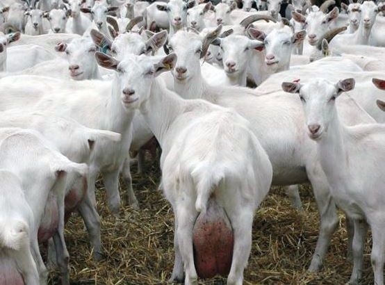 HEALTHY SANAAN/OBERHASLI GOAT WHATSAPP +27632431669