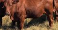 Bonsmara,Brahman and Nguni Cattle for sale in South Africa