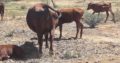 Bonsmara,Brahman and Nguni Cattle Gauteng
