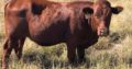 Bonsmara,Brahman and Nguni Cattle for sale near me