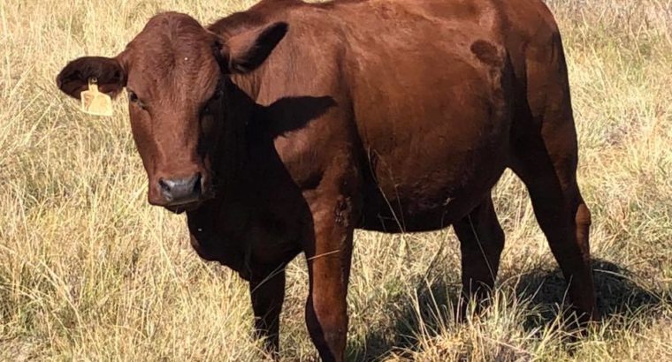 Bonsmara,Brahman and Nguni Cattle South Africa