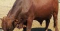 Bonsmara,Brahman and Nguni Cattle Western Cape