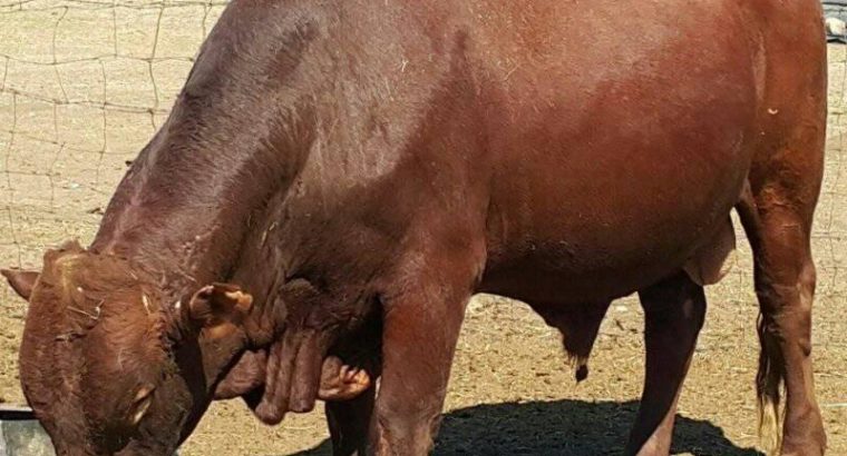 Where can i buy Bonsmara,Brahman and Nguni Cattle