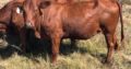 Bonsmara,Brahman and Nguni Cattle Price