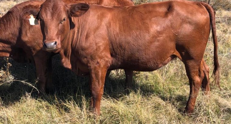 Bonsmara,Brahman and Nguni Cattle Price