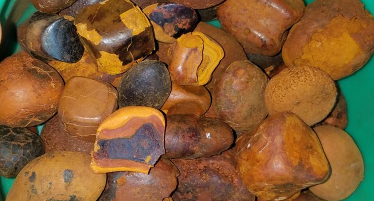 Grade A Cow Ox Gallstone North West