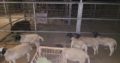Dorper and Merino Lambs Free State