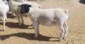 Dorper and Merino Lambs for sale near me