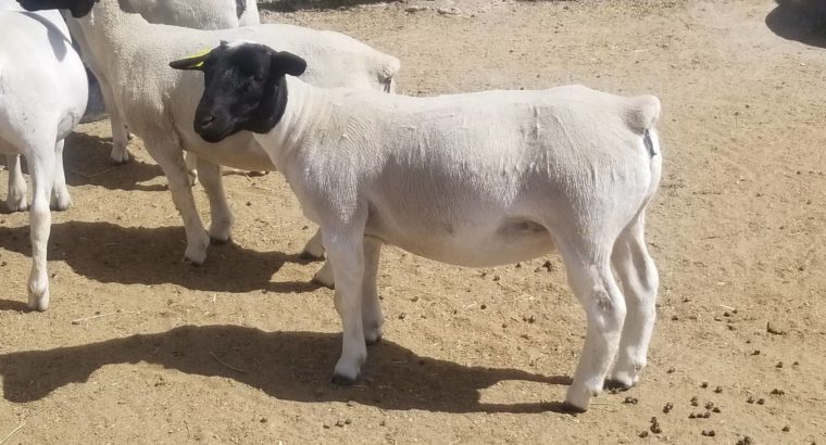 Dorper and Merino Lambs for sale near me