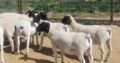 Dorper and Merino Lambs Price