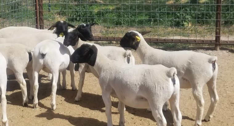 Dorper and Merino Lambs Price