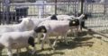 Where can i buy Dorper and Merino Lambs