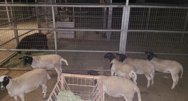 Dorper and Merino Lambs Free State