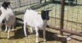 Dorper and Merino Lambs for sale in South Africa