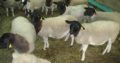 Dorper and Merino Lambs North West