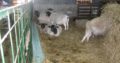 Dorper and Merino Lambs Gauteng
