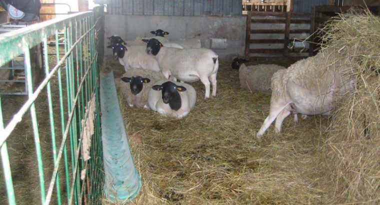Dorper and Merino Lambs Gauteng