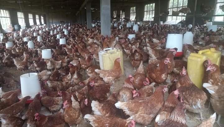Chicken and fresh chicken eggs Price