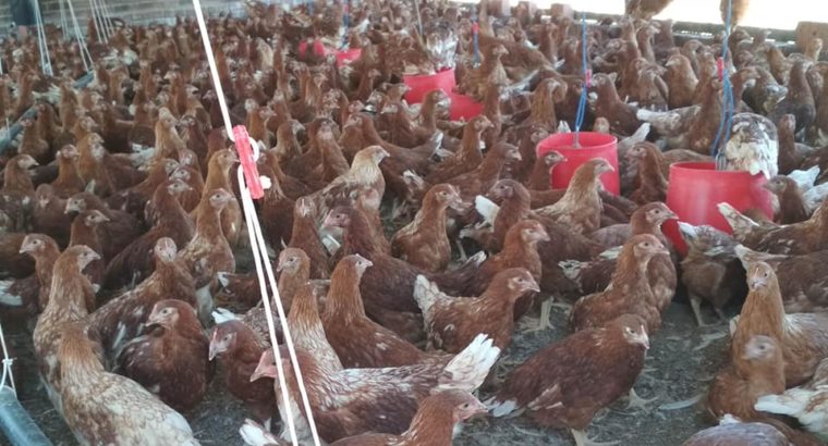 Chicken and fresh chicken eggs Gauteng