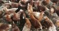 Chicken and fresh chicken eggs Western Cape
