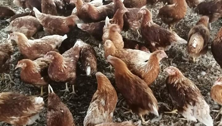 Chicken and fresh chicken eggs Western Cape