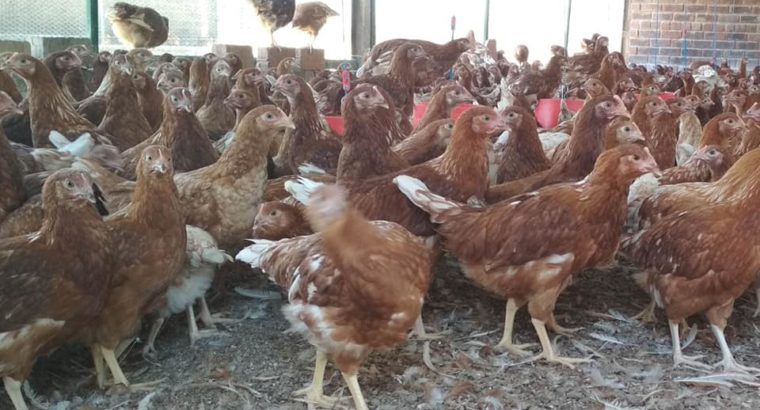 Chicken and fresh chicken eggs North West