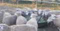 Dorper and Merino Lambs Mpumalanga