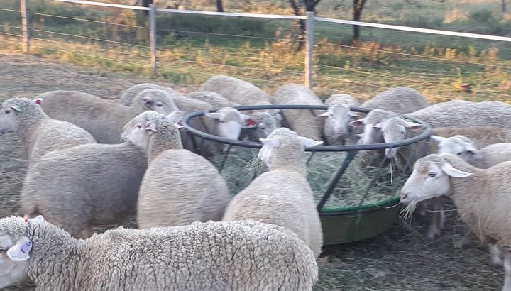 Dorper and Merino Lambs Mpumalanga