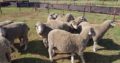 Dorper and Merino Lambs Western Cape