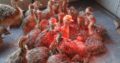 Where can i buy Ostrich chicks and fertile eggs