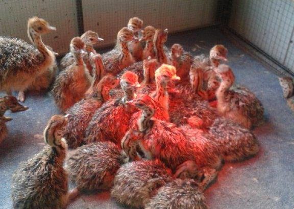 Where can i buy Ostrich chicks and fertile eggs