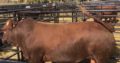 Bonsmara,Brahman and Nguni Cattle Northern Cape