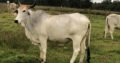 Bonsmara,Brahman and Nguni Cattle Eastern Cape