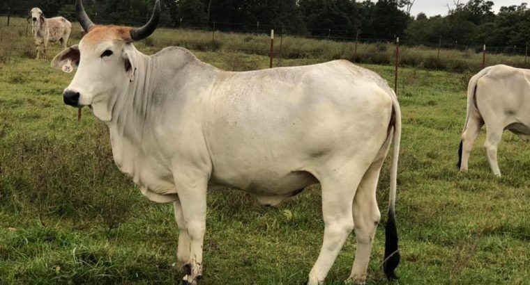 Bonsmara,Brahman and Nguni Cattle Eastern Cape