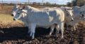 Bonsmara,Brahman and Nguni Cattle Mpumalanga
