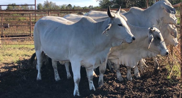 Bonsmara,Brahman and Nguni Cattle Limpopo