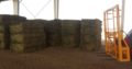 Alfalfa/Lucerne Hay Mpumalanga