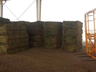 Alfalfa/Lucerne Hay Mpumalanga