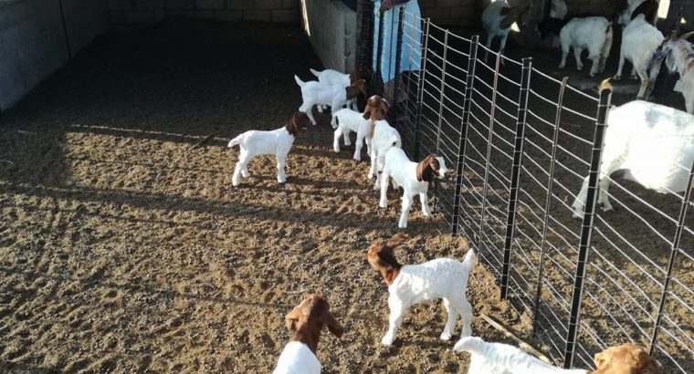Boer and Kalahari goats Mpumalanga