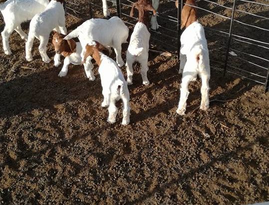 Boer and Kalahari goats Northern Cape